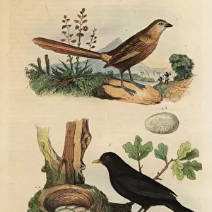 Western grasswren and blackbird