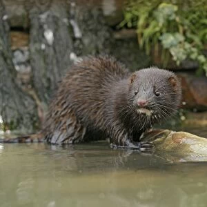 American Mink – front view eating perch by waterfall – alien species UK
