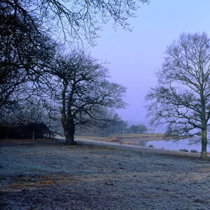 Beech Trees - At lakeside on frosty winter morning Rutland Water UK