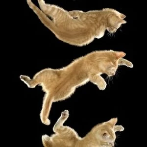 Cat - time-lapse of cat falling and landing on its feet