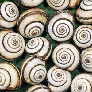 Chalk Grassland Snails - UK