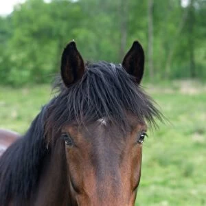 Chestnut Horse - close-up of face