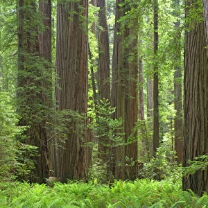 Coastal Redwood forest - Stout Grove Redwood National Park California, USA LA000802