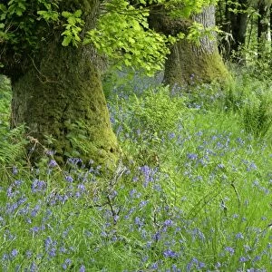 Common Bluebells dense population on forest clearing Highlands, Scotland, UK