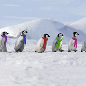 Emperor Penguins. 4 young ones walking in a line. Snow hill island Antarctica Digital Manipulation: added penguns to right & scarves (JD) - more space all around