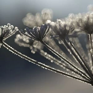 Frosted Wild Carrot - seedhead