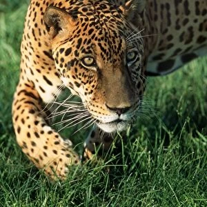 Jaguar FG 12421 Panthera onca © Francois Gohier / ardea. com