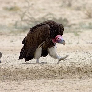 Lappet-faced Vulture - Adult approaching others in threatening pose. Threatened species, confined mostly to major game reserves. Kgalagadi Transfrontier Park, Northern Cape, South Africa