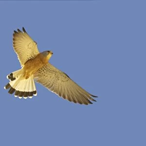 Lesser Kestrel - Male in flight. Extremadura, Spain BI002794