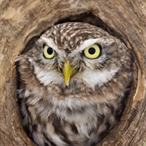 Little Owl - in hole in tree - UK