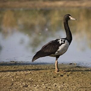 Magpie Goose At Mt Barnett sewage ponds, Gibb River Road, Kimberley, Western Australia