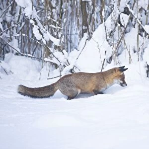 Red Fox listening for movement and ready to pounce on prey in snow during winter in UK