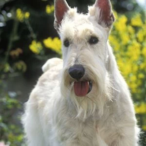 Scottish Terrier - also know as Aberdeen Terrier