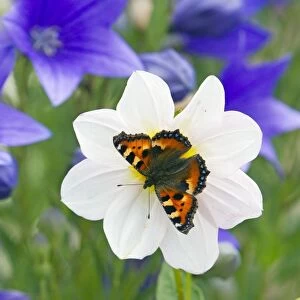 Small Tortoiseshell Butterfly - feeding on flower in garden - Lower Saxony - Germany
