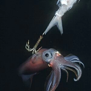 Squid - on a jag hook. Ths photo was taken under a native fishing boat at night. Squid have extremely variable colour patterns Malayasa