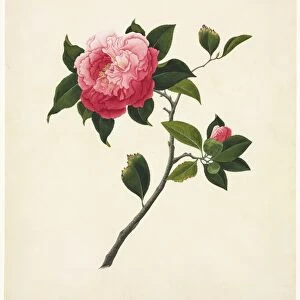 Camelia flower, 19th-century artwork C016 / 5179