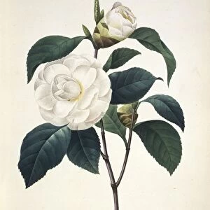 Camellia japonica, 19th century C016 / 4978