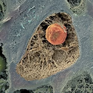 Cartilage cell, SEM