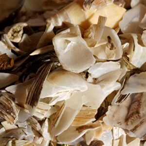 Coastal shell fragments
