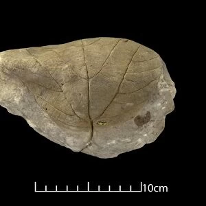 Credneria triacuminata, leaf fossil C016 / 4948