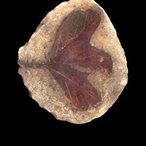 Fossil leaf C016 / 5961