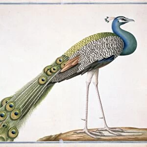 Indian peafowl, artwork C016 / 5610
