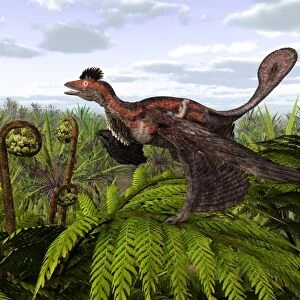 Microraptor dinosaur, artwork