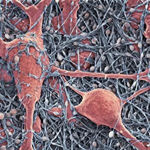 Nerve cells and glial cells, SEM