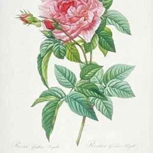 Rosa gallica regalis, 19th century C016 / 5305