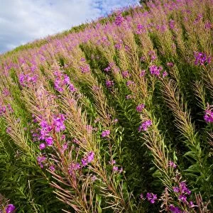 England, Cumbria, Gilsland. Pocket of Rosebay Willow Herb growing near the Hadrians Wall Path