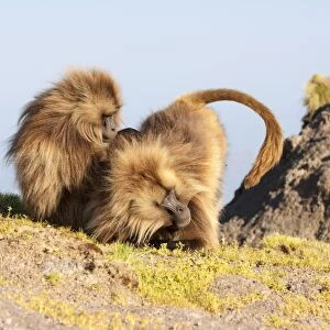 Gelada baboon (Theropithecus Gelada) grooming each other, Simien Mountains National Park, Amhara region, North Ethiopia, Africa