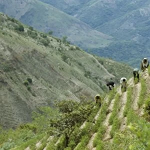 Harvesting coca leaves, South Yungus, Bolivia, South America