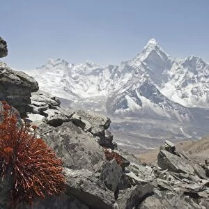 High altitude flowers, Ama Dablam in background, Solu Khumbu Everest Region