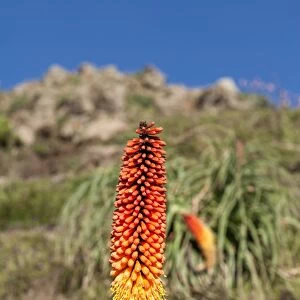 Kniphofia (Tritoma) (Red hot poker) (Kniphofia foliosa), Simien Mountains National Park, UNESCO World Heritage Site, Amhara region, Ethiopia, Africa