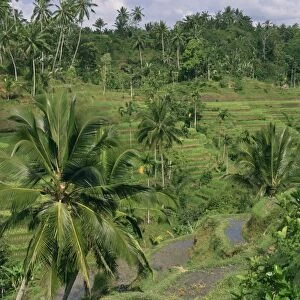 Landscape of palm trees and rice terraces on Bali