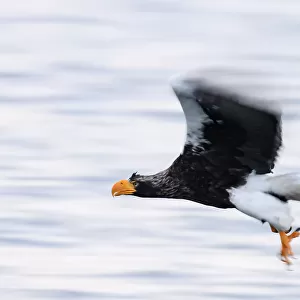 Stellers Sea Eagle (Haliaeetus pelagious), Rausu, Hokkaido, Japan, Asia