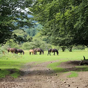 Exmoor ponies, Somerset, UK