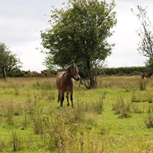 Exmoor pony, Somerset, UK