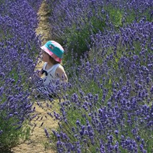 Girl in lavender field, Kent, UK