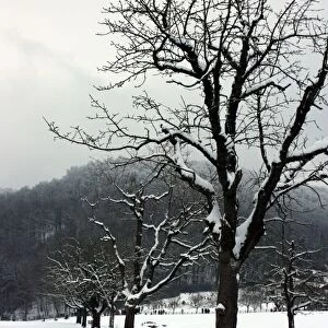 Winter trees. Arlesheim, Switzerland