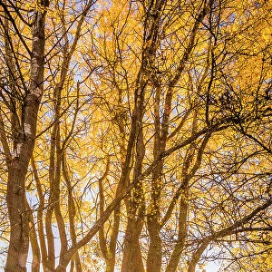 Autumn poplar grove in the Rheingau-Taunus Nature Park near Engenhahn, Niedernhausen, Hesse, Germany