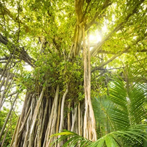 Banyan Tree on an island in the South Male Atoll, Maldives