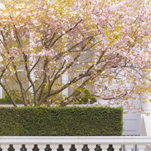 Cherry tree in blossom, South Kensington, London, England, UK