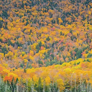 Forest near Route 112, New Hampshire, USA