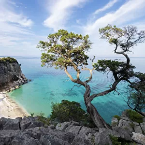 A juniper on the coast of Cala Fuili. Sardinia. Italy