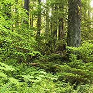 Path Through Forest, Sol Duc, Olympic National Park, Washington, USA