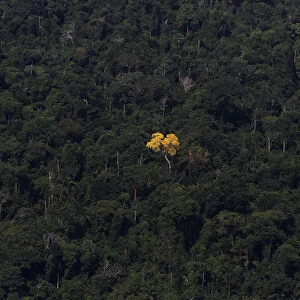 An ipe (lapacho) tree is seen in this aerial view of the Amazon rainforest near Novo