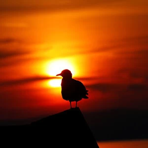 A seagull is seen during sunset at lake Neusiedl in Podersdorf