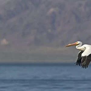 American White Pelican Pelecanus erythrorhynchos Salton Sea California USA April