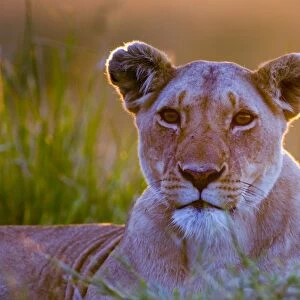 Lioness (Panthera leo) Masai Mara Kenya